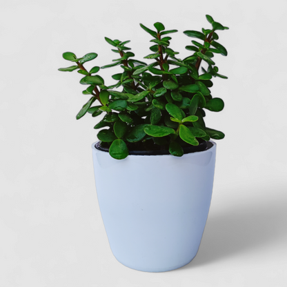 Jade Plant