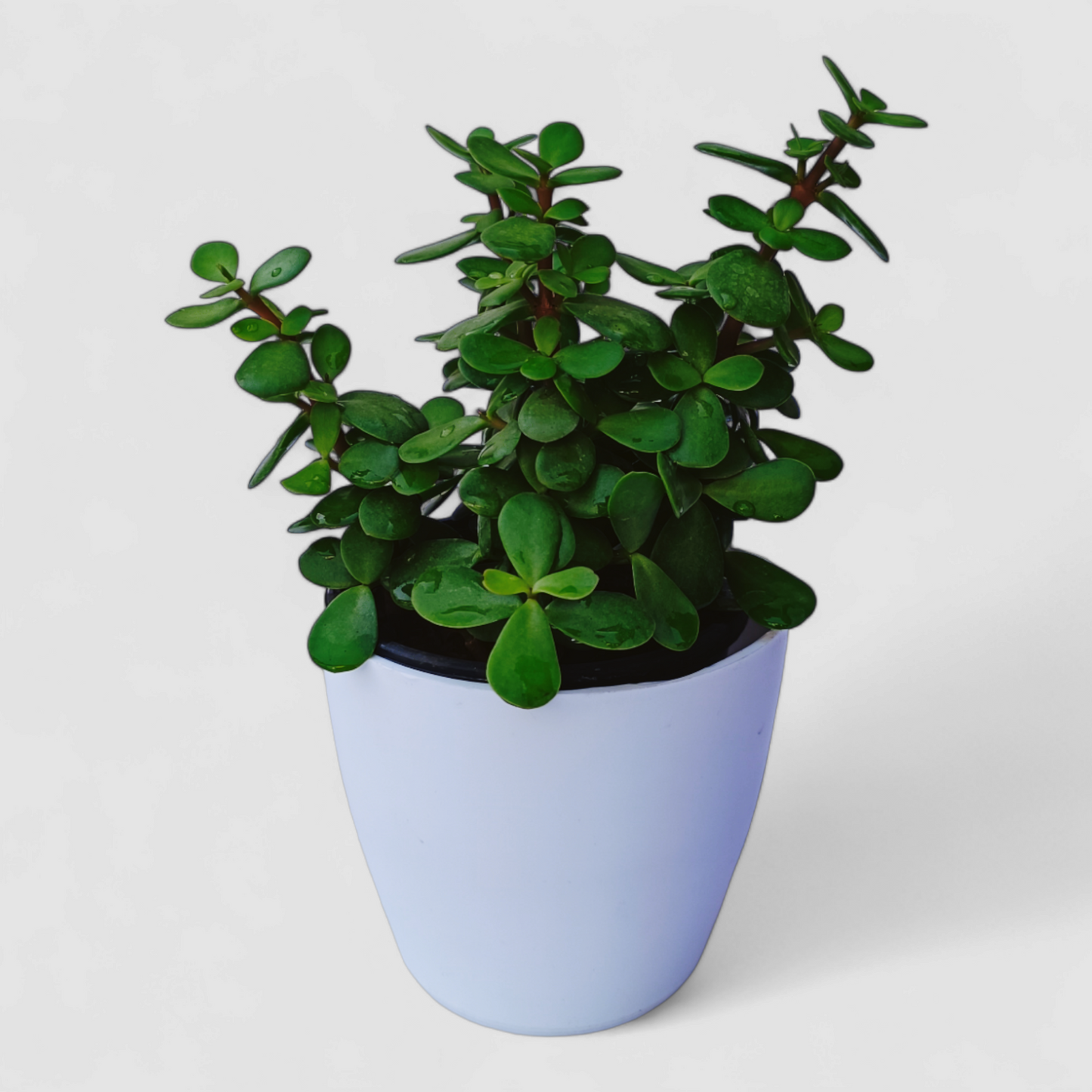 Jade Plant