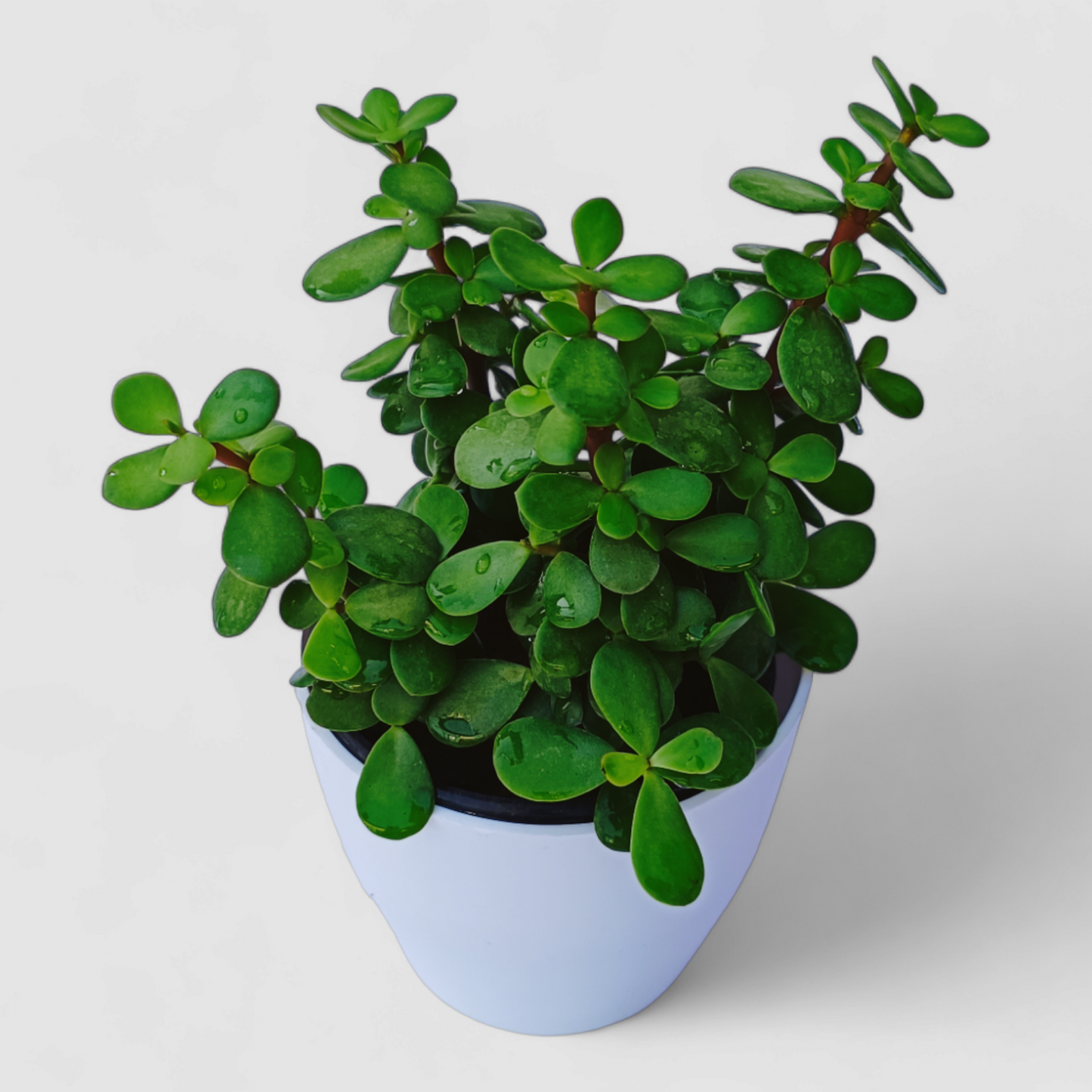 Jade Plant