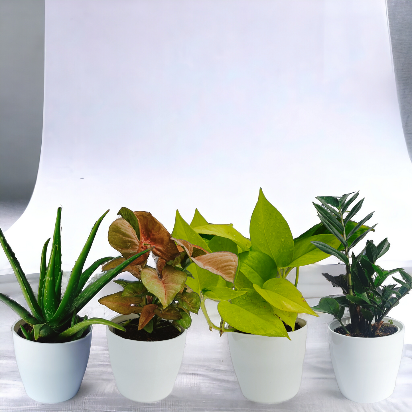 Affordable Combo Plants | Set of 4