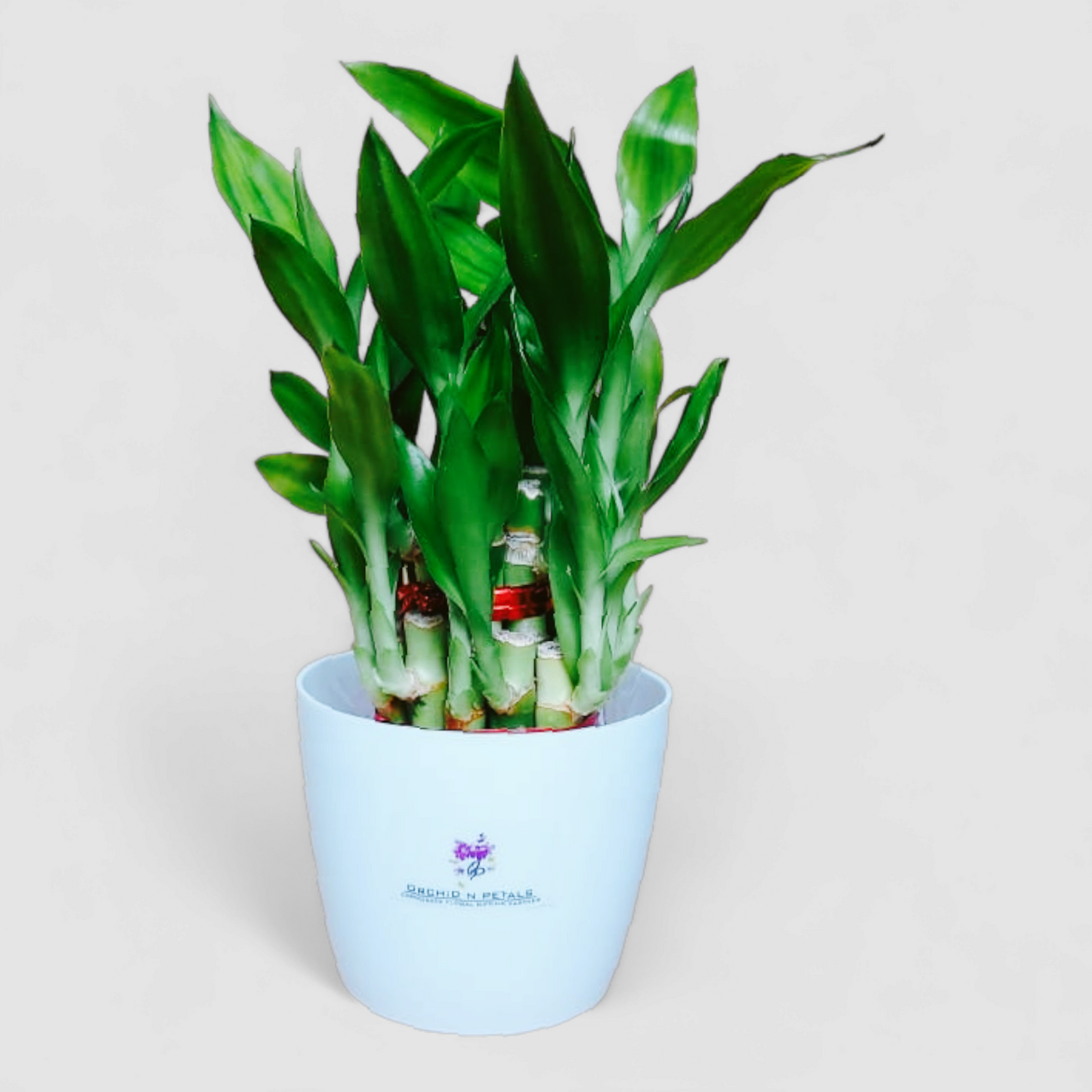 2 Layer Lucky Bamboo Plant (Round Pot)