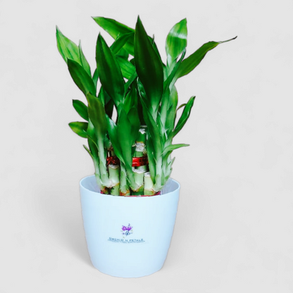 2 Layer Lucky Bamboo Plant (Round Pot)