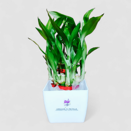 2 Layer Lucky Bamboo Plant (Square Pot)