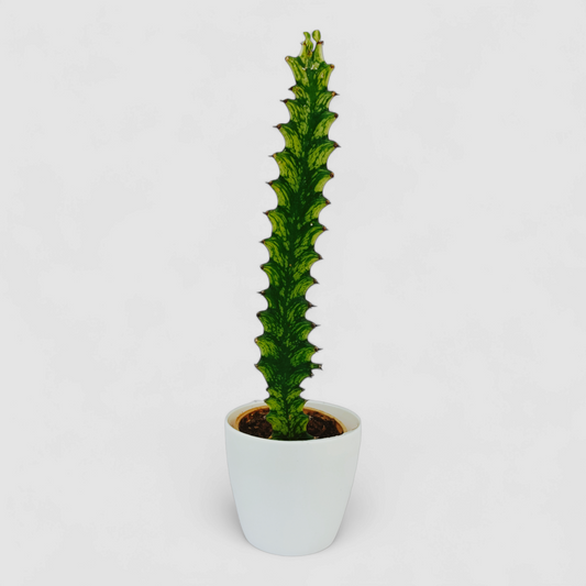 Cactus Euphorbia Yellow Plant