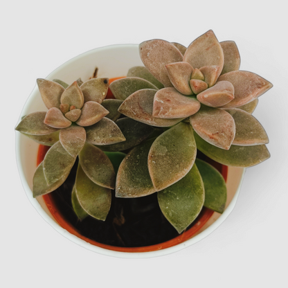 Sedum Sorrento Plant