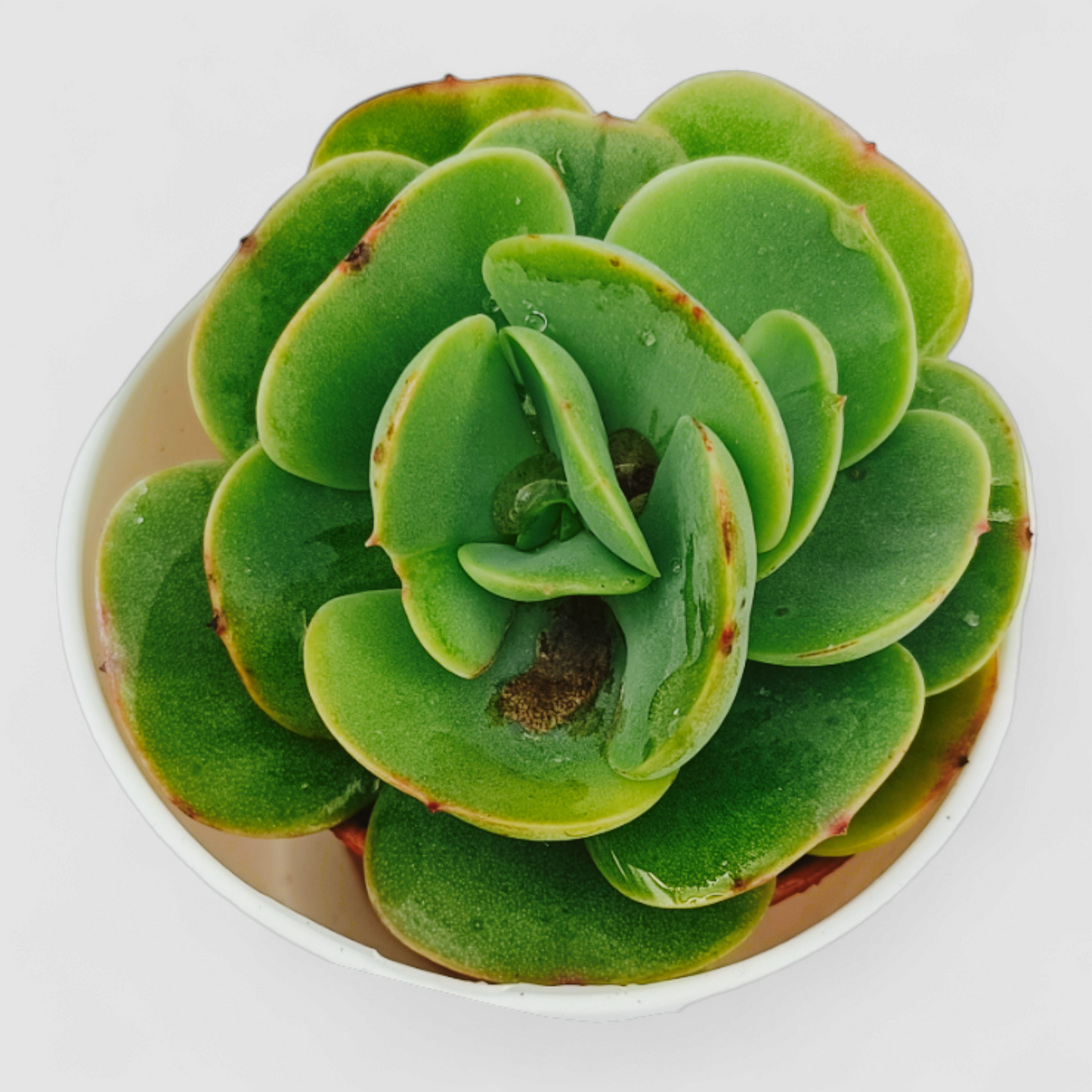 Echeveria Green Spoon Plant