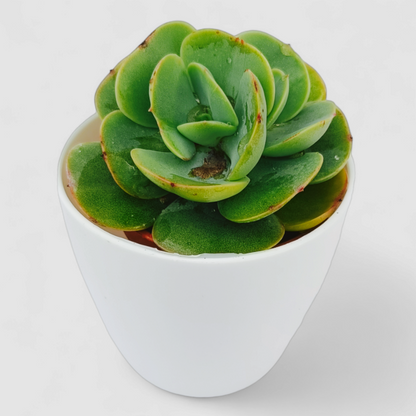 Echeveria Green Spoon Plant