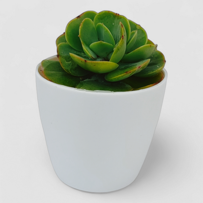 Echeveria Green Spoon Plant