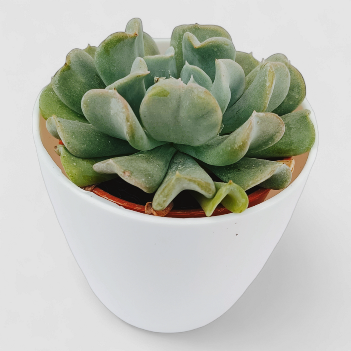 Echeveria Runyonii (Topsy Turvy) Plant by Orchid N Petals