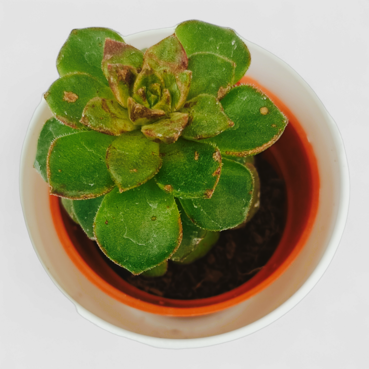 Echeveria Rolly Plant (Sedeveria Rolly)