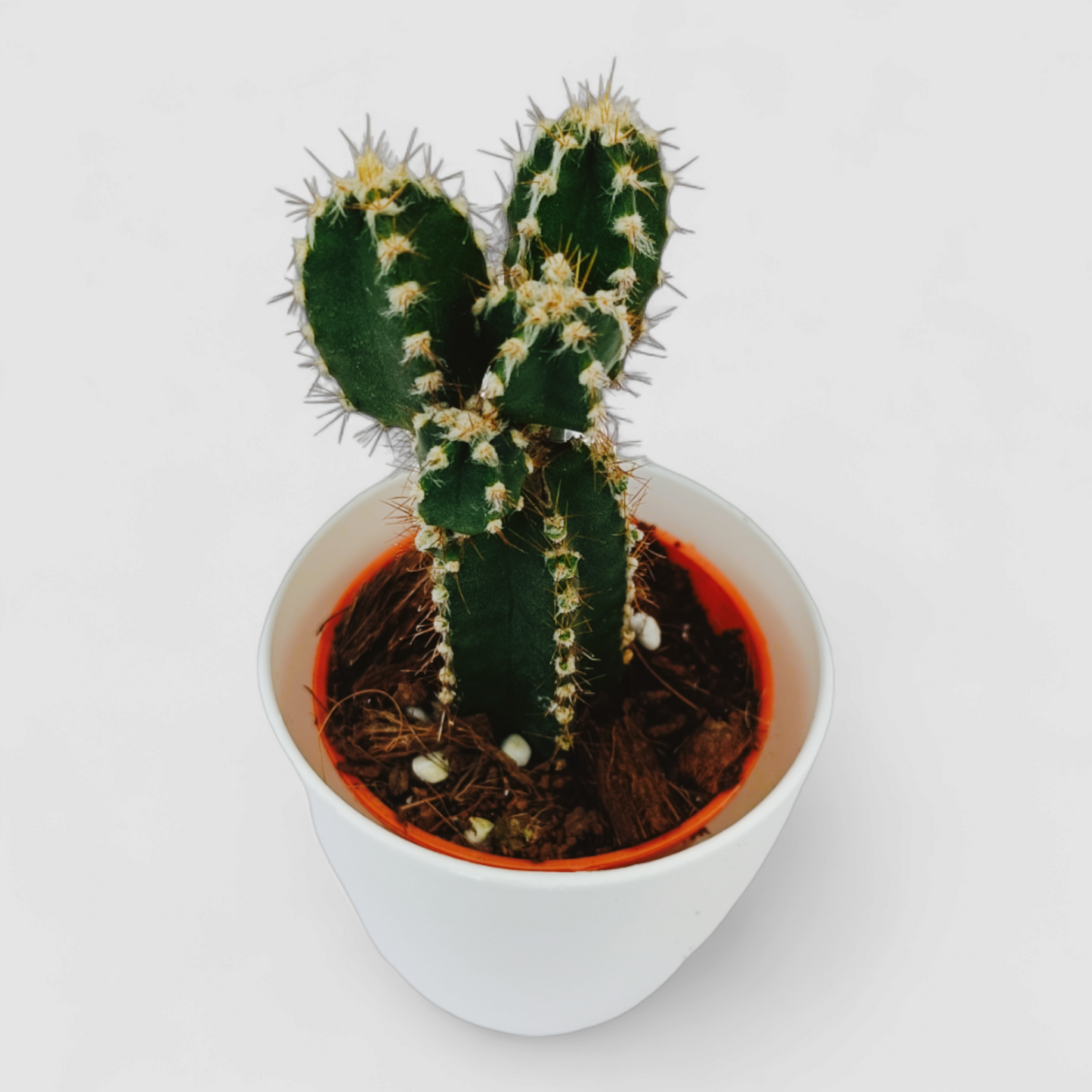 Cereus Peruvianus Floridus Plant