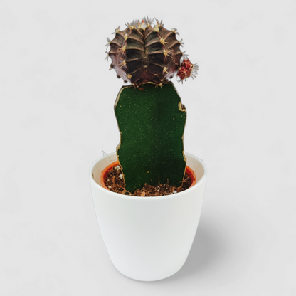 Gymnocalcium Black Moon Cactus Plant