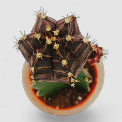 Gymnocalcium Black Moon Cactus Plant