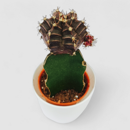 Gymnocalcium Black Moon Cactus Plant