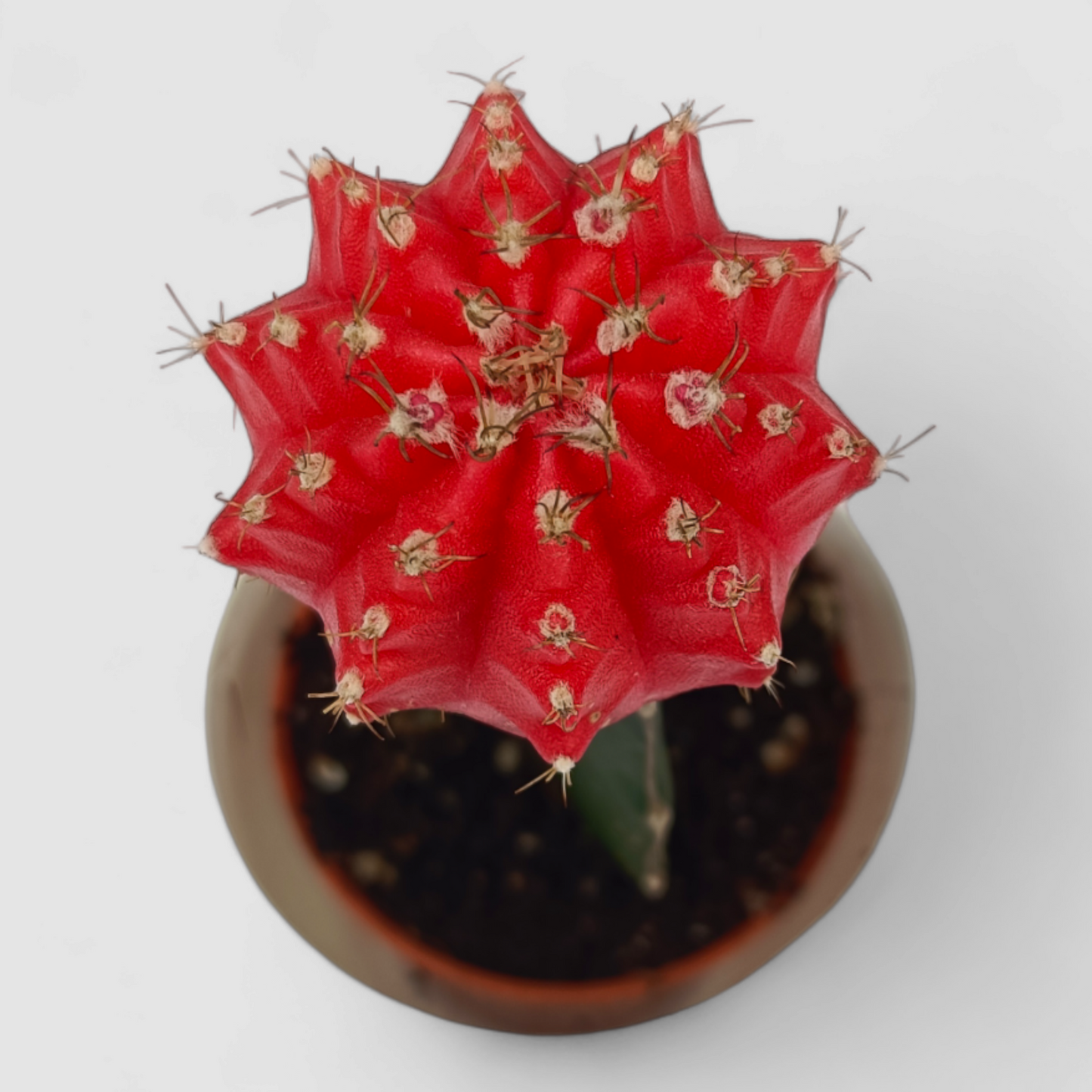 Gymnocalcium Red Cactus Plant