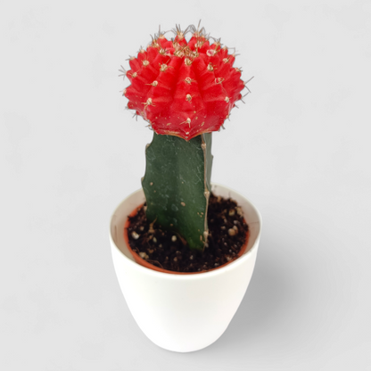 Gymnocalcium Red Cactus Plant