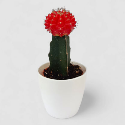 Gymnocalcium Red Cactus Plant