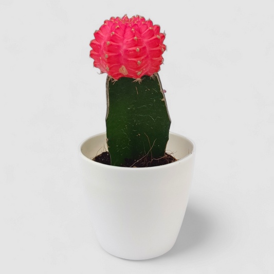 Gymnocalcium Pink Cactus Plant