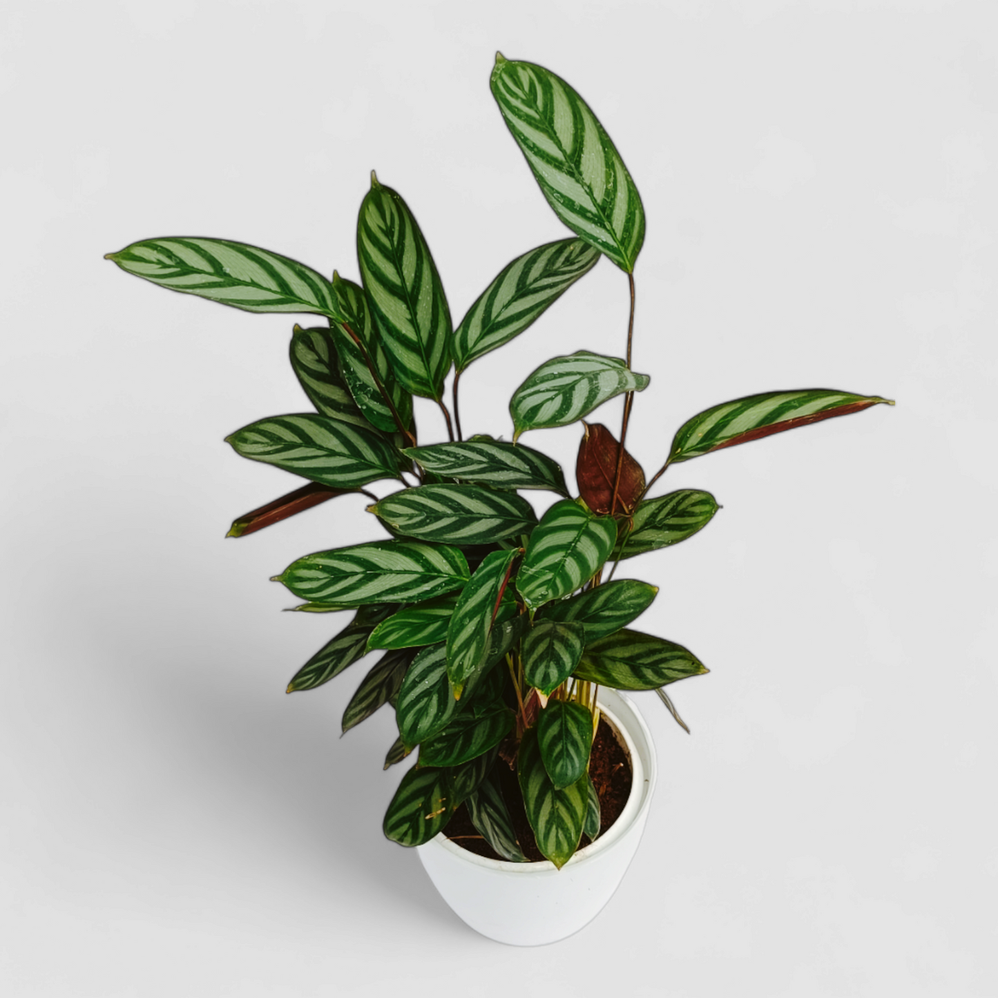 Calathea Freddie Plant