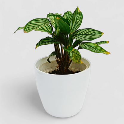 Calathea Vittata Plant