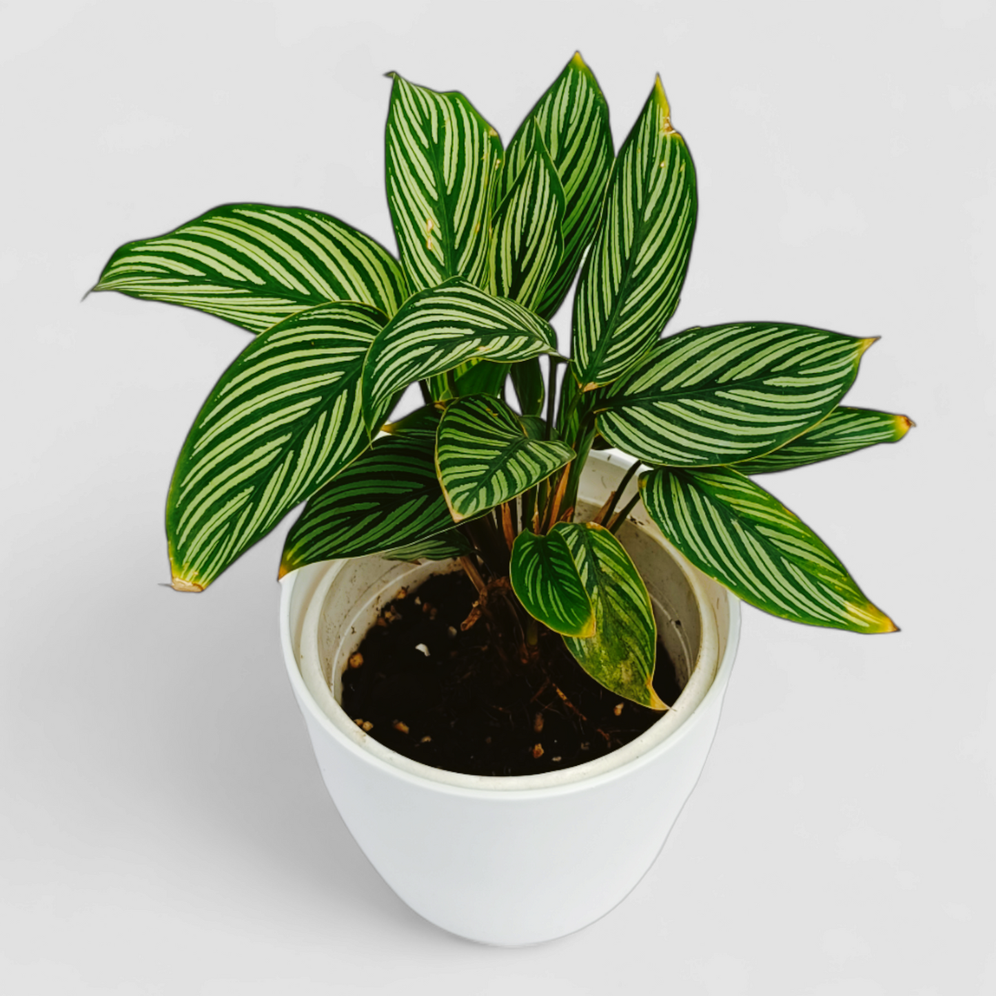 Calathea Vittata Plant