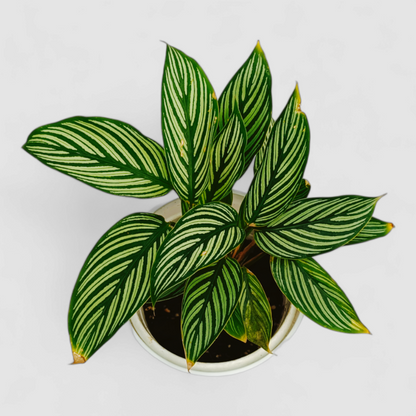 Calathea Vittata Plant