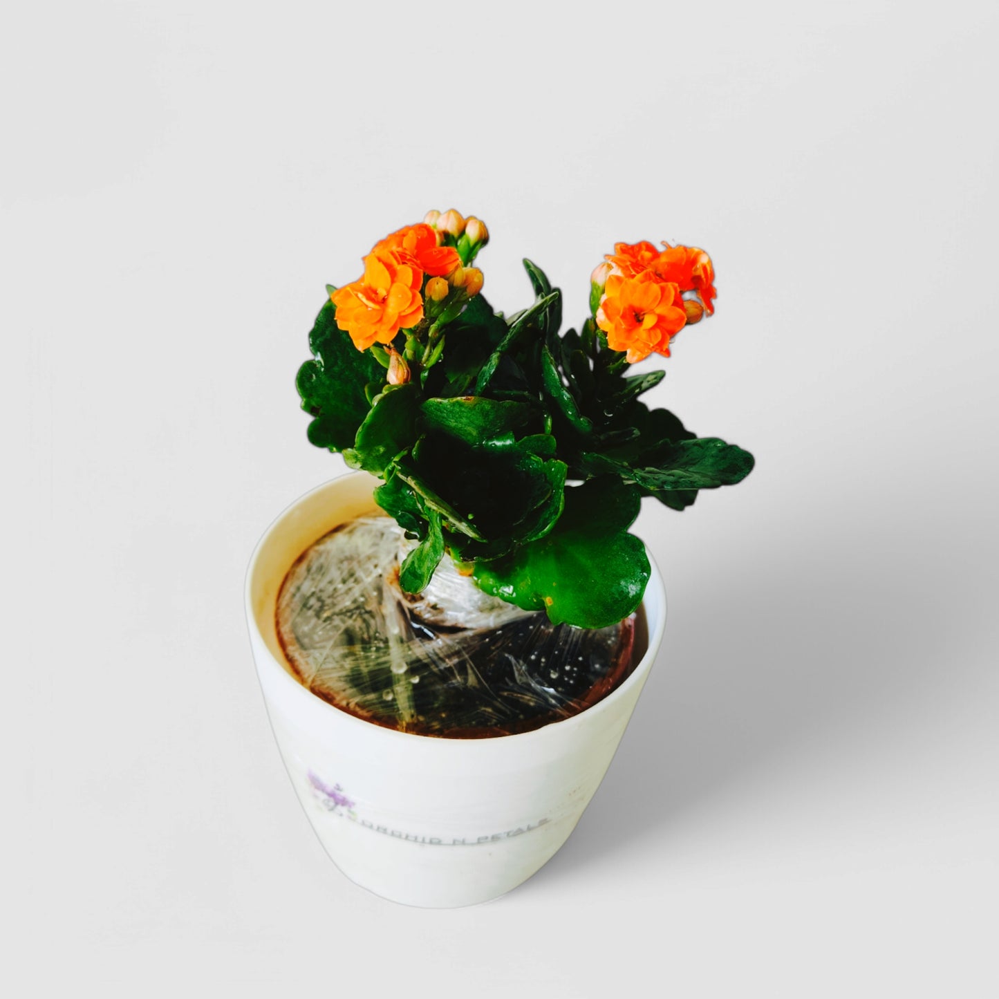 Kalanchoe Plant (Orange)