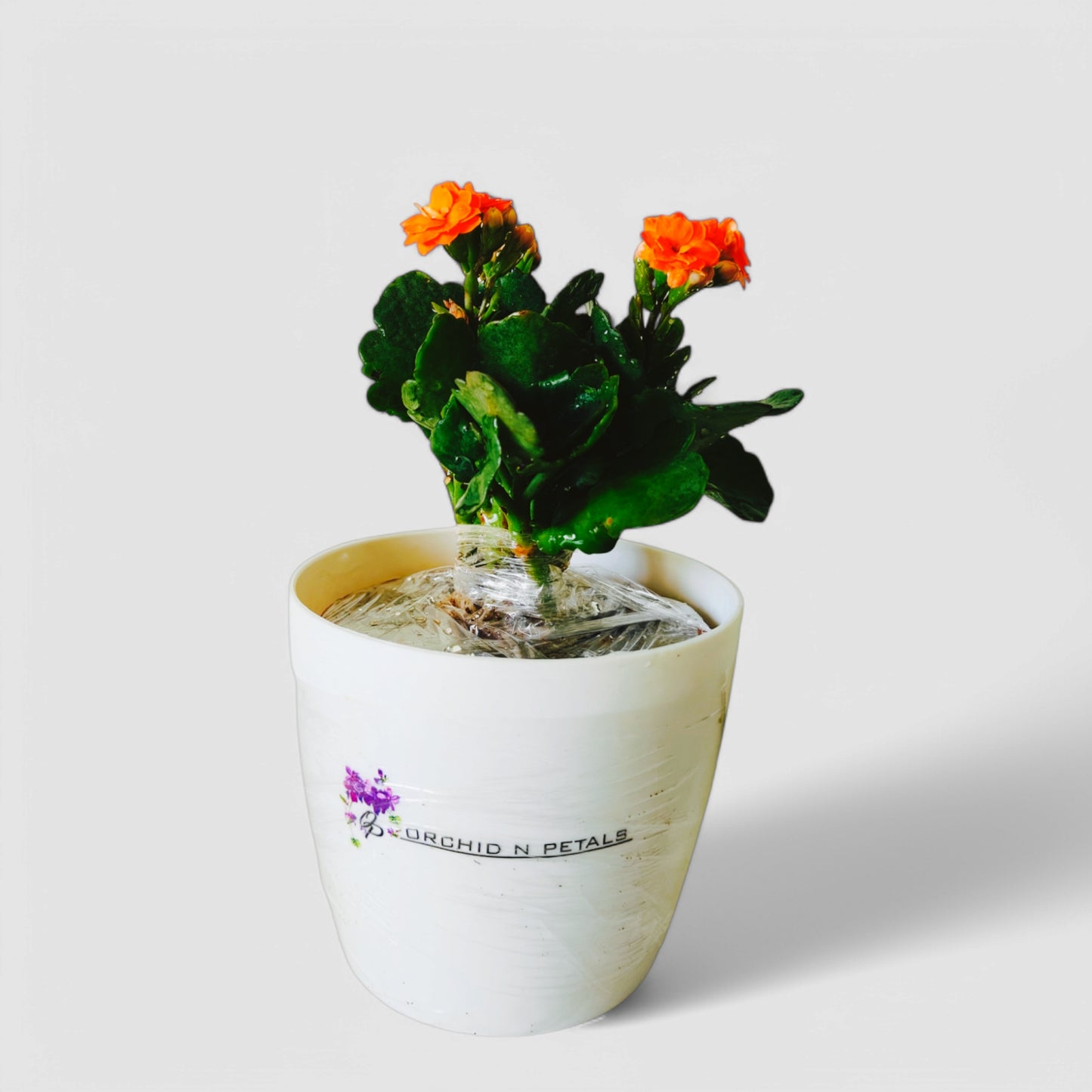 Kalanchoe Plant (Orange)