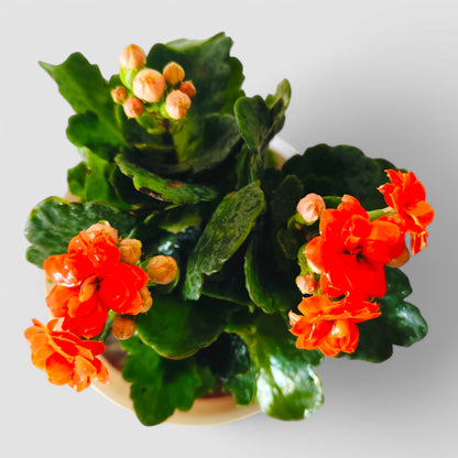 Kalanchoe Plant (Orange)