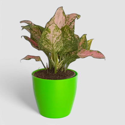 Aglaonema Pink Plant