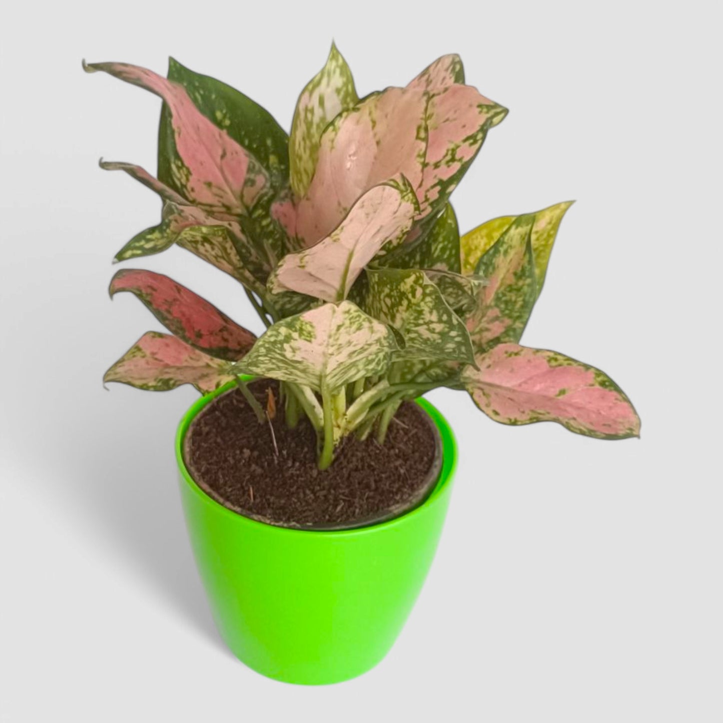 Aglaonema Pink Plant