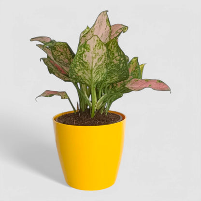 Aglaonema Pink Plant