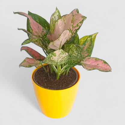 Aglaonema Pink Plant