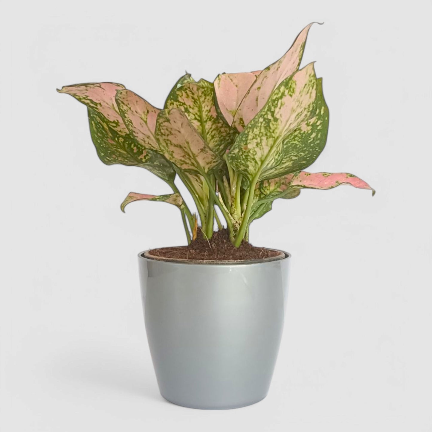 Aglaonema Pink Plant