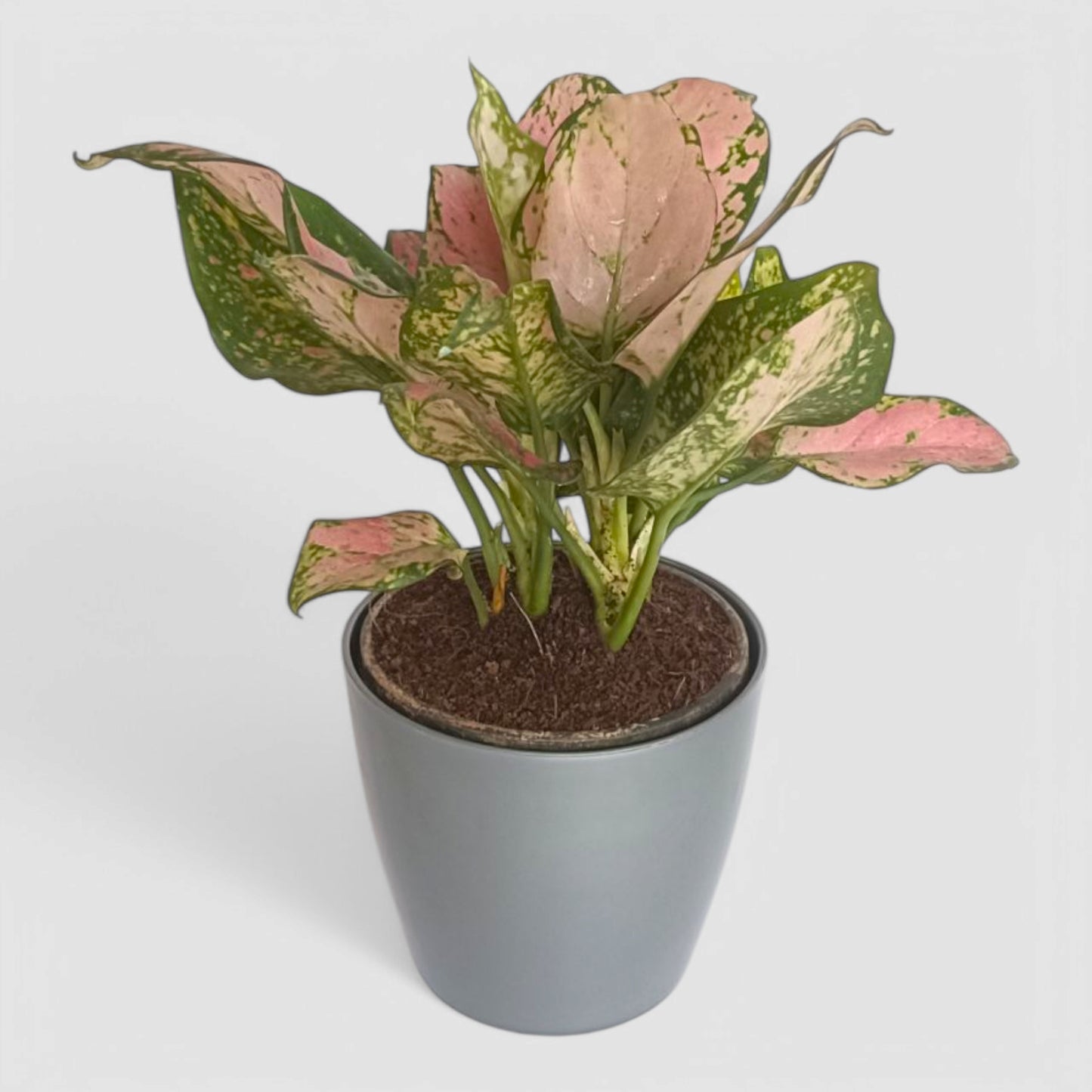 Aglaonema Pink Plant