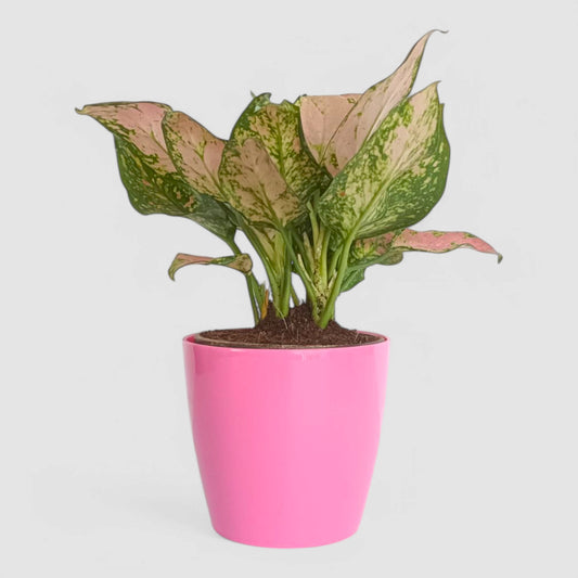 Aglaonema Pink Plant