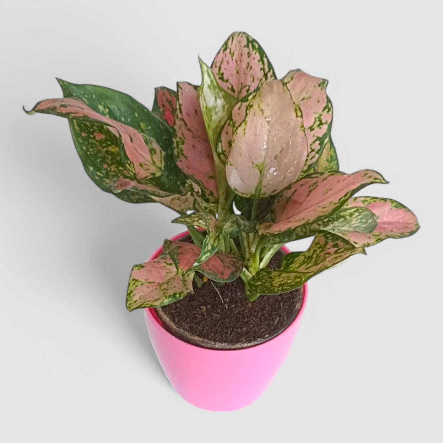 Aglaonema Pink Plant