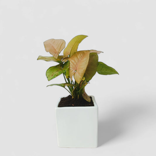 Pink Syngonium Plant with Ceramic Pot