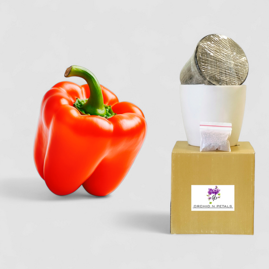 Red Capsicum (Gardening DIY Kit)