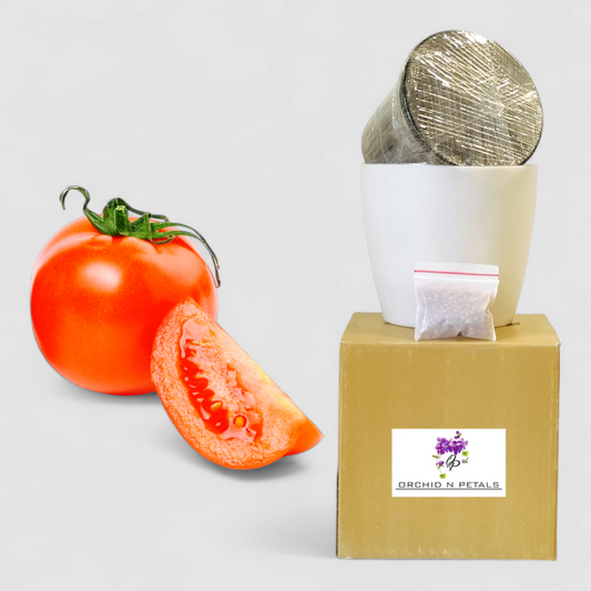 Tomato (Gardening DIY Kit)