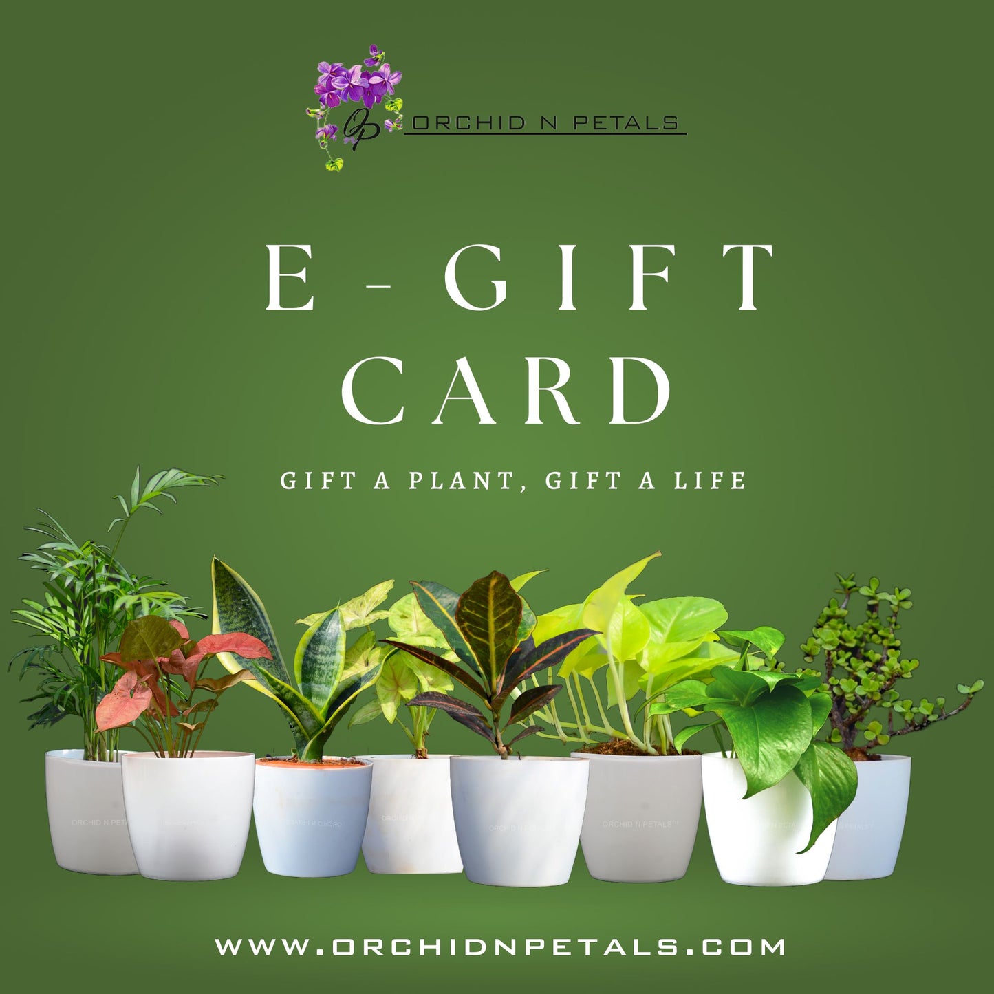 Orchid N Petals E-Gift Card